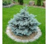 Ель колючая Глаука Глобоза (Glauca Globosa) С2